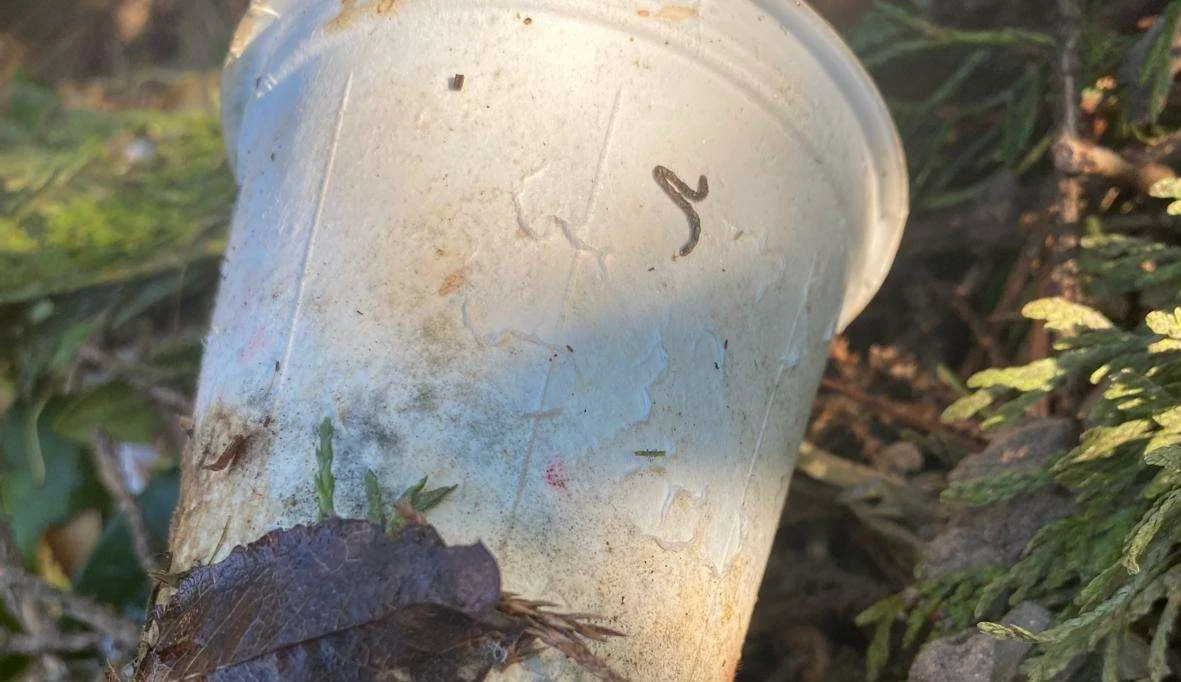 PuraCup compost observation day 20